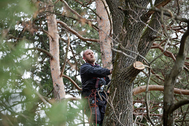 Best Tree Maintenance Programs  in USA